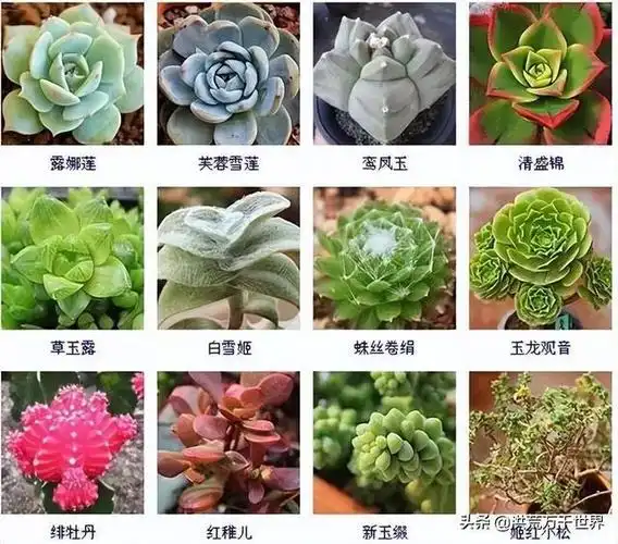 多肉植物的品种大全有的你一定养过
