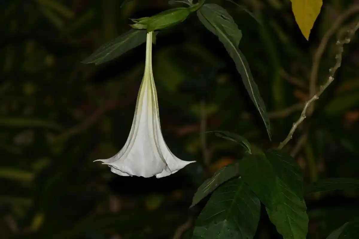 曼陀罗花 又叫洋金花,大喇叭花,山茄子,夕颜,醉心花,狗核 - 抖音