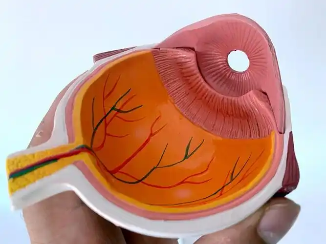人体眼球模型眼球白内障眼疾病瞳孔眼球体眼珠精体医学教具