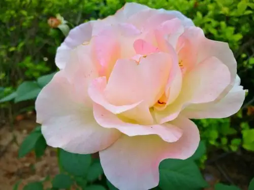 月季花静静地开放,五彩缤纷的色彩,层层叠叠的花瓣,昭示着它艳丽的