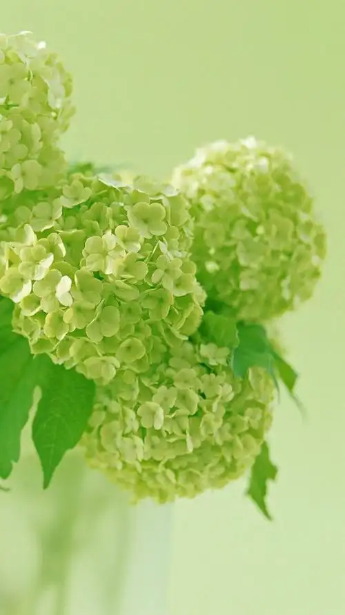 绿色治愈系植物木绣球