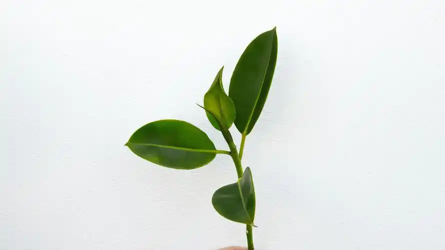 简约淡雅壁纸【7】壁纸是一款电脑壁纸,属于