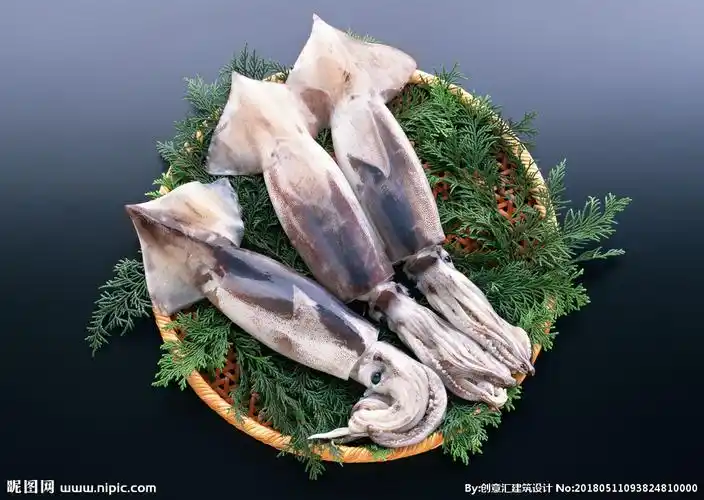 鱿鱼图片