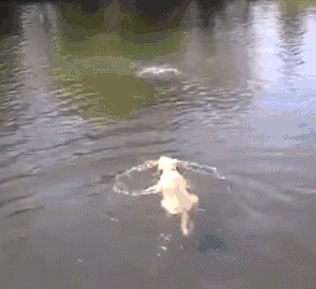 狗狗天生会游泳吗?