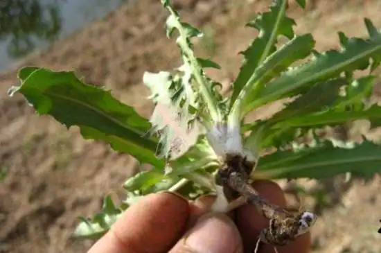 蒲公英根怎么辨别真假,3个方面巧辨别