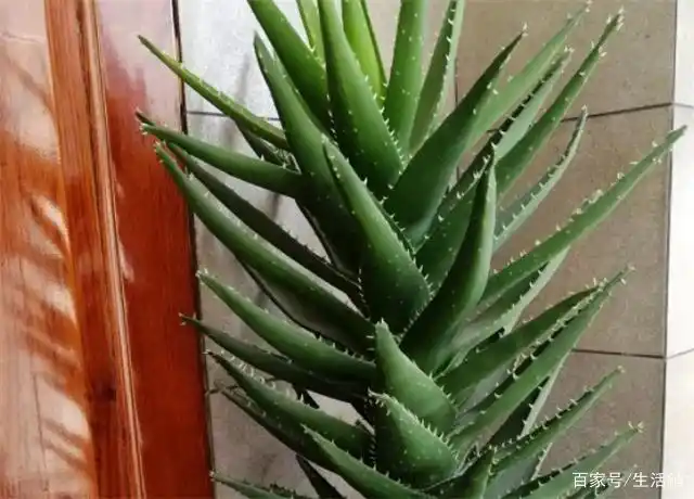 芦荟养了几年不见长,1招见效,叶绿根壮肥嘟嘟