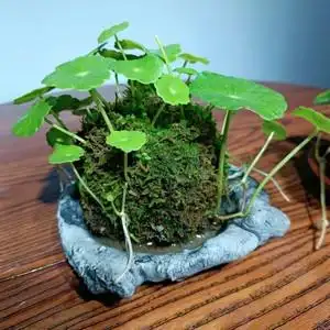 生态微景观铜钱草苔藓球鲜活苔藓造景天然微型盆景桌面绿植六月雪