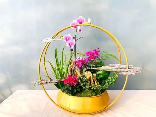 高端定制蝴蝶兰组合盆栽