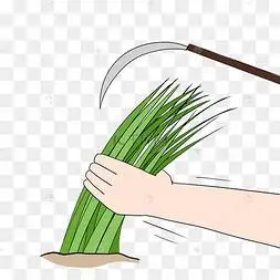 手抓韭菜割韭菜