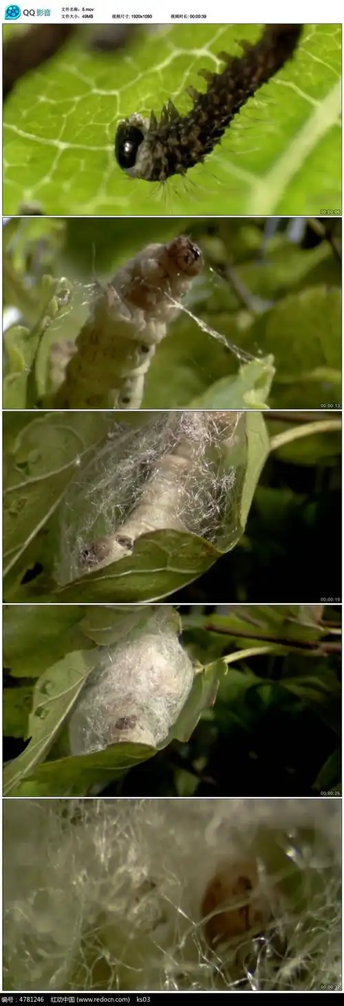 蚕宝宝吐丝视频素材