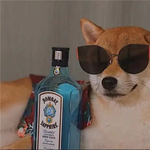 高级又沙雕的宠物头像 好玩的萌宠搞笑图片笑死人头像