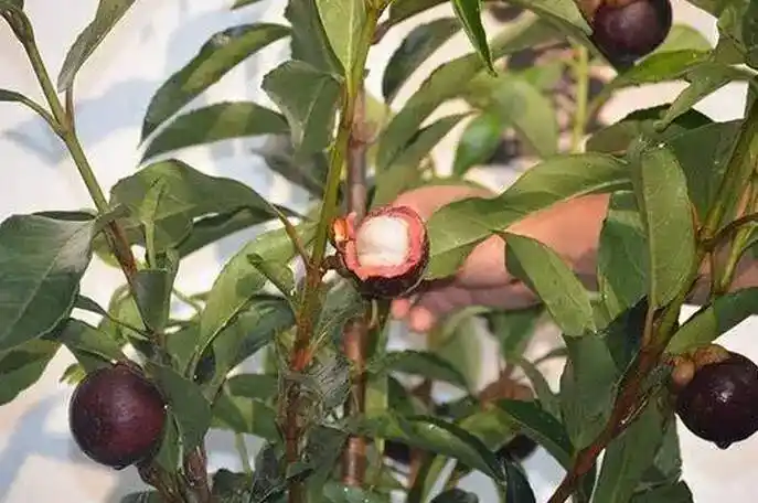 水果皇后山竹原来是这样长出来的 太长见识了 还有个震撼消息