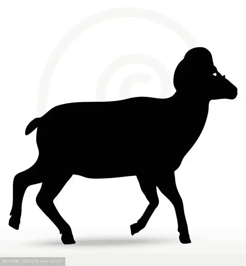 大角羊剪影在走路姿势