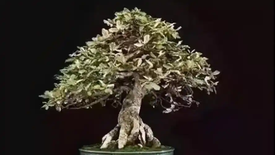 秋花春实的胡颓子野生资源丰富是制作盆景的好素材