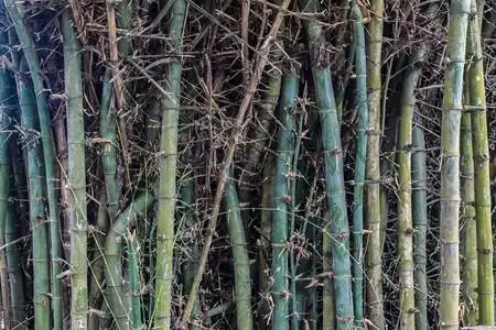 公园泰国的竹子和刺植物学质地图片