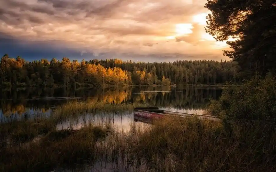 神秘好看的大自然森林树木美丽风景横屏高清电脑桌面壁纸图片