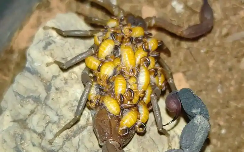 蝎子宝宝真可爱,密集恐惧症慎入!