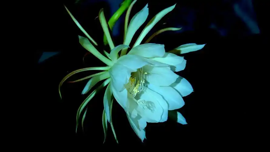 妩媚娇丽的昙花