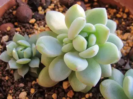 多肉植物凝脂莲是什么样子的?凝脂莲图片及形态特征介绍