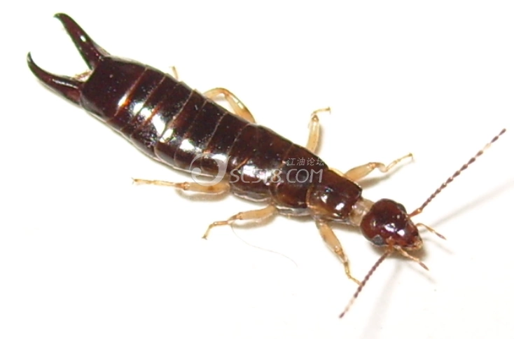 出差住酒店,这个虫爬身上被吓醒了