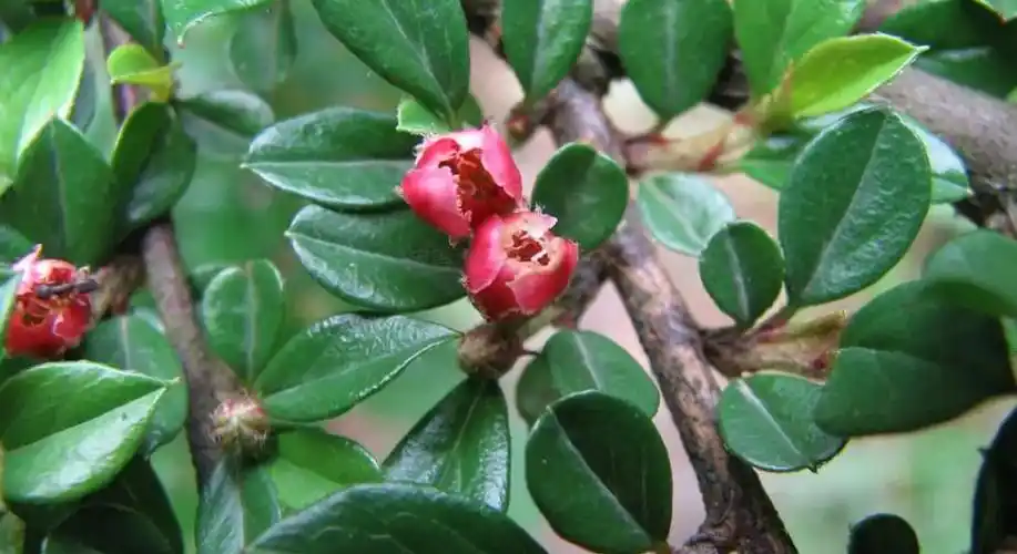 平枝栒子(蔷薇科栒子属植物)_摘编百科