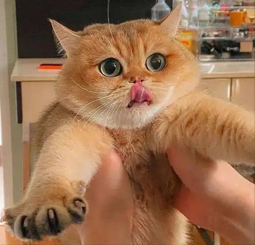 建议养金渐层 第一 短毛猫比较好打理一点 第二 金渐层的性格相对来说