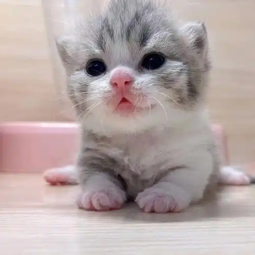 蓝虎斑矮脚猫找新家啦