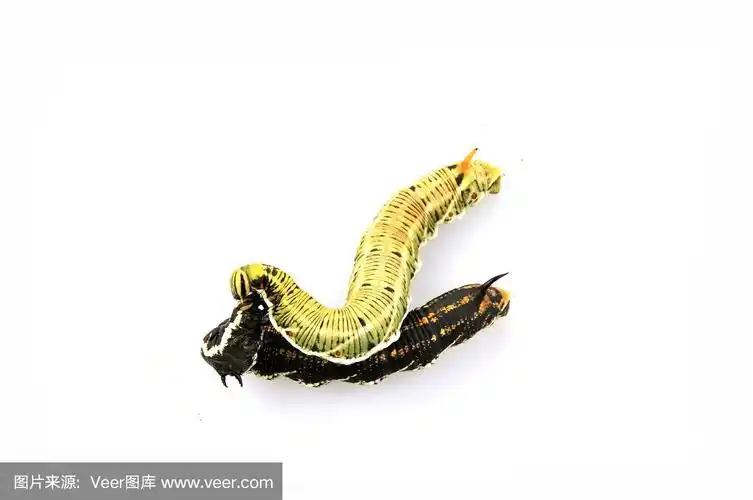 白色背景上的蚕蛾幼虫