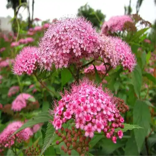 基地供应 粉花绣线球 粉花绣线菊苗 庭院风景花苗