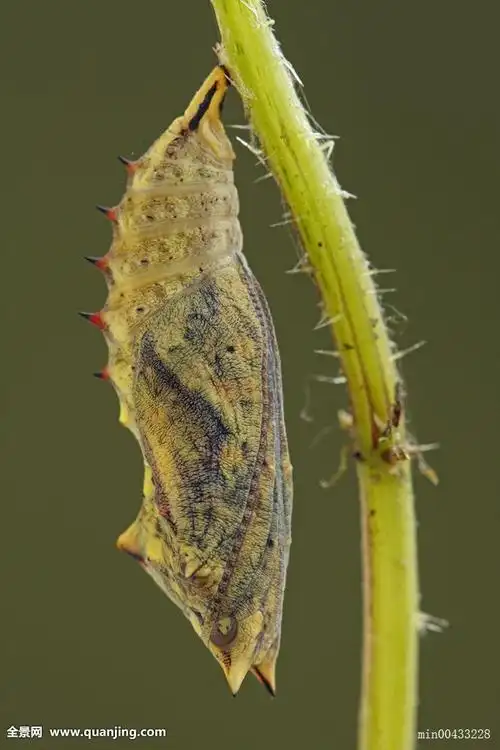 展开全部 这是某种蝴蝶的蛹(蛹是昆虫发育的一个阶段),可能属于蛱蝶