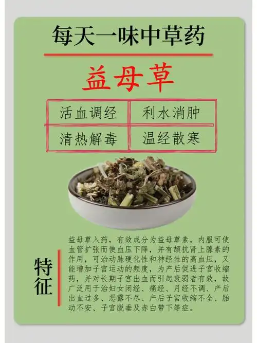 每天一味中草药益母草