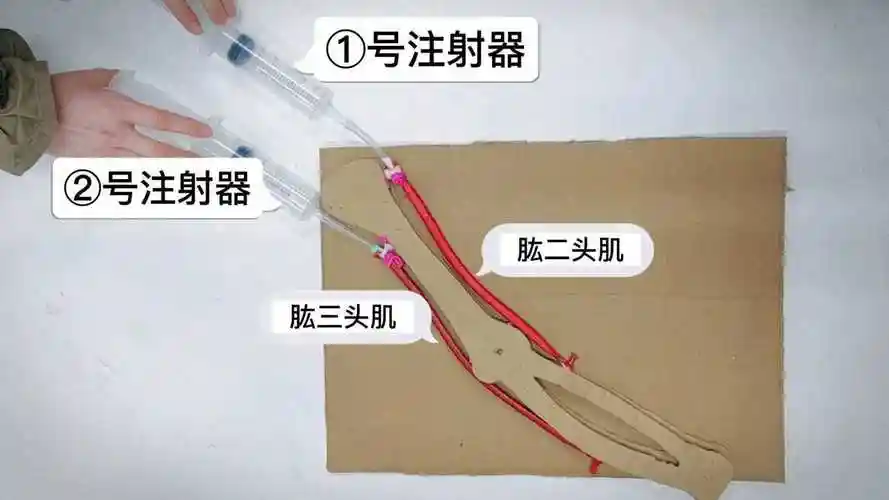 肌肉牵动骨运动模型