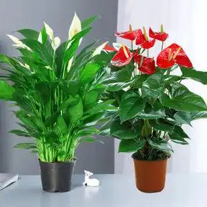 盆花真花花卉盆栽图片