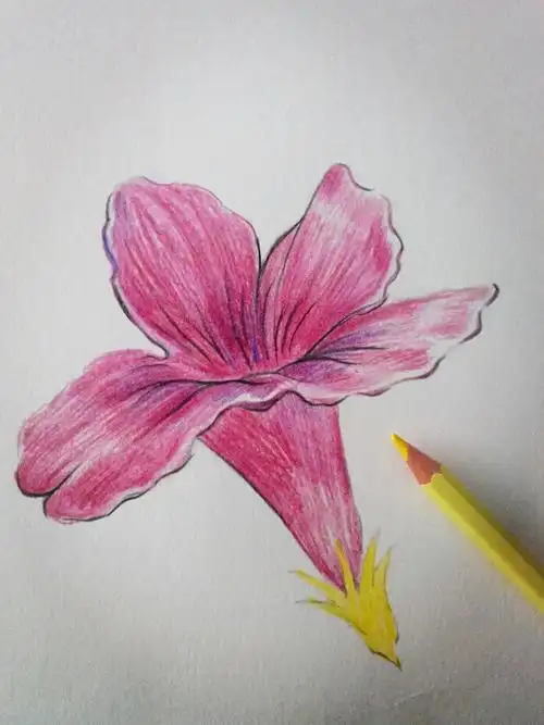 彩铅小画紫茉莉---基础教程 - 简书