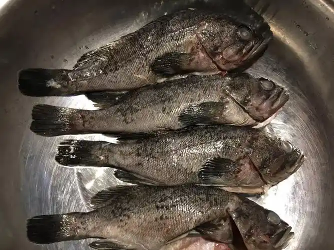 海里也有黑鱼(黑鮶鱼),它的肉质和味道比淡水黑鱼可要强得多了