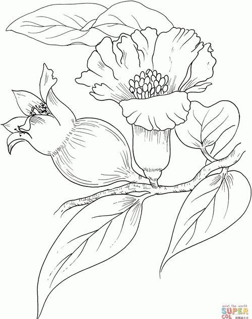 石榴花简笔画图片大全(石榴花简笔画图片带颜色) - 网络编辑之家