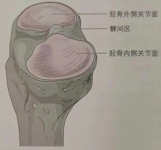 胫骨胫骨与股骨之间有一般会有一个外翻170°-175°的夹角,所以我们每
