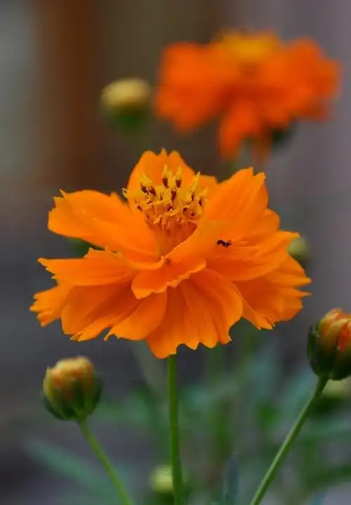 秋天的花卉一样迷人