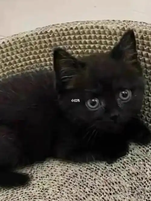 武汉猫咪领养  #武汉猫咪找新家  #银渐层  #英短  #拿破仑矮脚猫