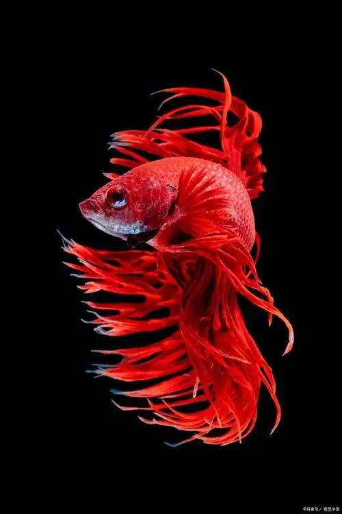 饲养斗鱼对人健康的好处