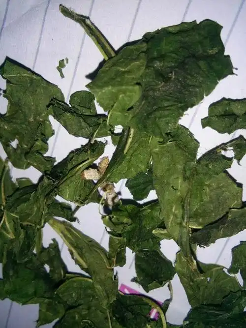 这两只蚕有病吗?