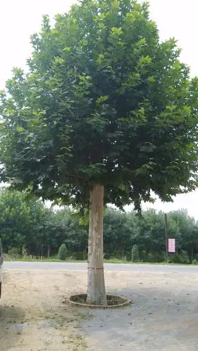 法桐批发法桐供应