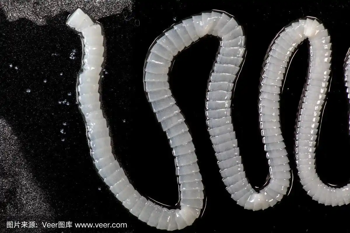 幼虫,绦虫,实验室,水彩画颜料,卵