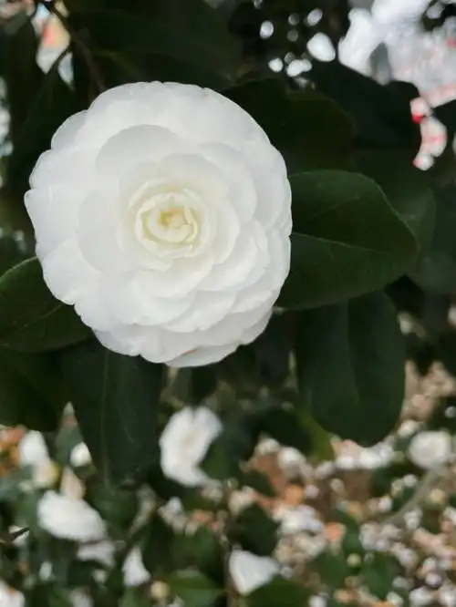 白色山茶花也太好看了吧