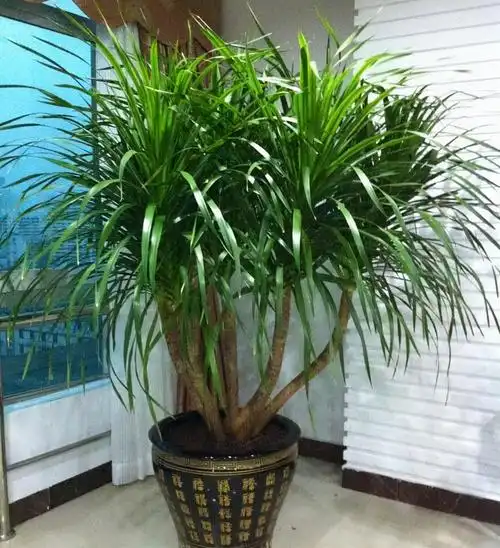 旺人气旺财的室内盆栽二十种室内最好养的旺财植物