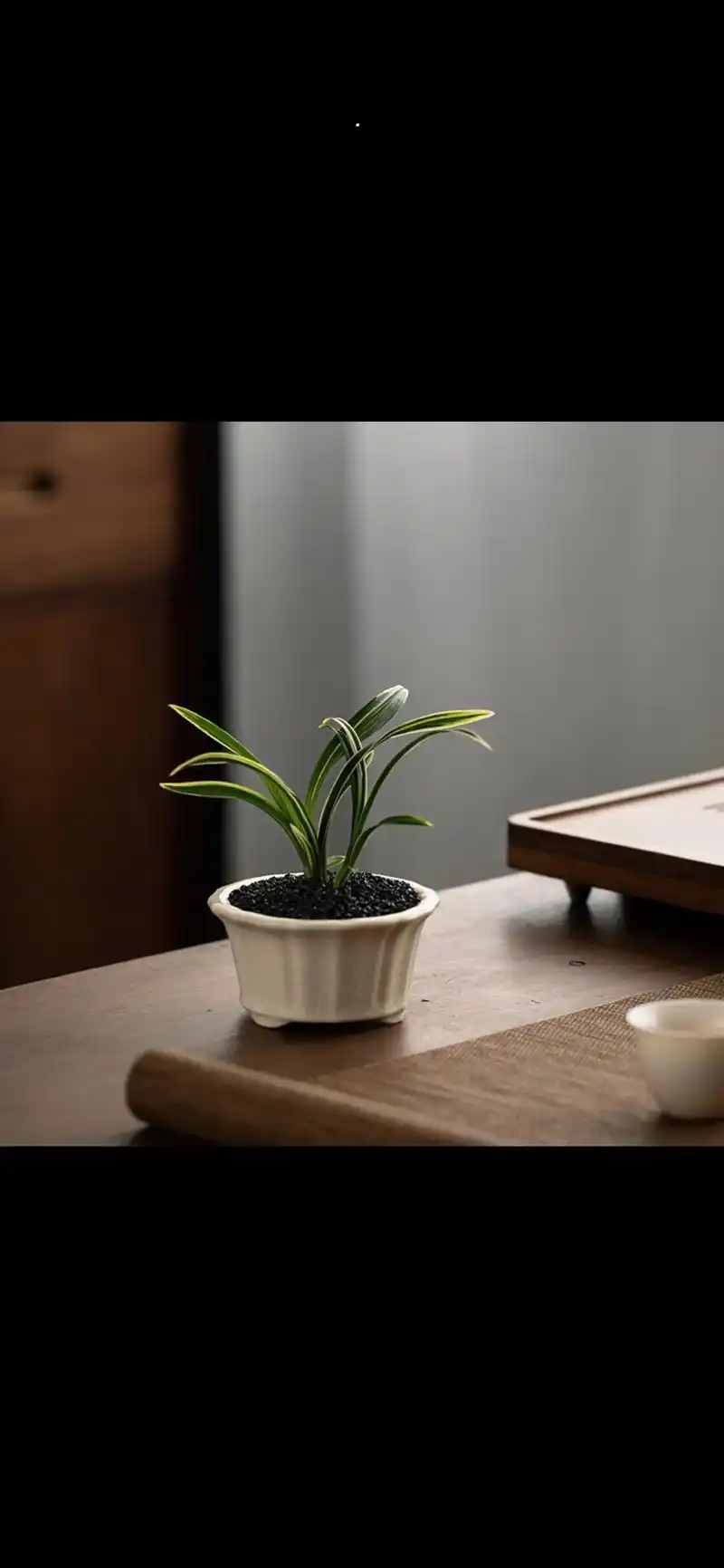 迷你兰花  禅意桌面小型盆景 矮种兰花微型 叶姿优美 花型艳 - 抖音