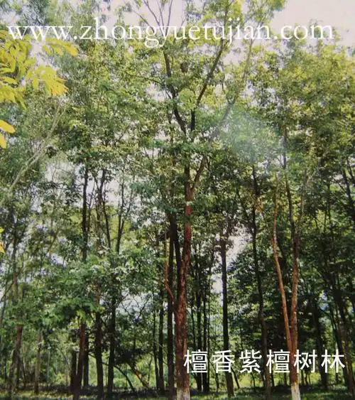 图文:对周默先生论述檀香紫檀(俗称印度小叶紫檀)的解读