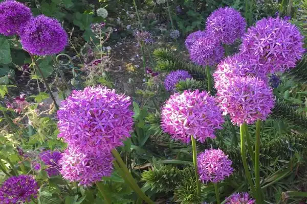 紫色蒲公英的花语与寓意