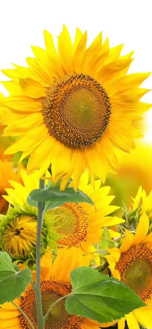 【向日葵文案】95 97 7976757974f0804l0804o