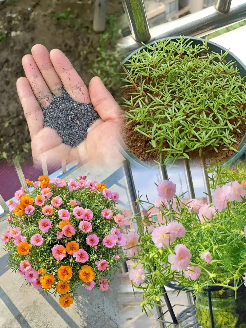 重瓣太阳花.#抖音图文来了 春天是播种的好时节哦!太阳花这种 - 抖音